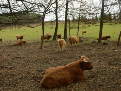Chów otwarty lub całoroczne pastwiskowanie: kiedy nie trzeba mieć płyty obornikowej?