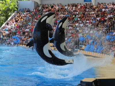 Loro Parque chce przyjąć orki z Francji. Kontrowersje wokół zoo