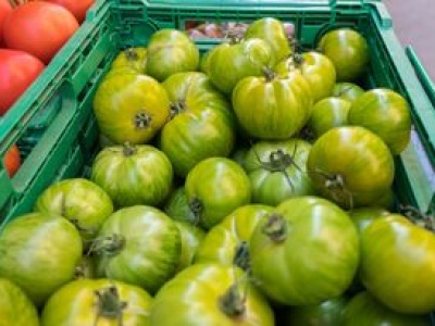 Siostra Anastazja ma cenną radę. Tak wykorzystasz nadmiar zielonych pomidorów z działki