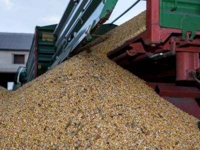 Ceny zbóż i rzepaku z całej Polski. Gdzie płacą najwięcej?