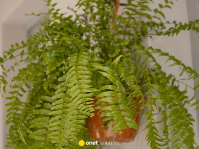 Podlewaj tym paprotkę. Tak poprawisz jej kondycję w sezonie grzewczym