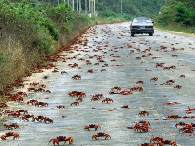Wielka migracja krabów. Wyszły na ulice, są ich miliony