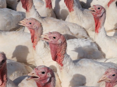 Nowe stawki ubezpieczenia zwierząt w 2026 r.