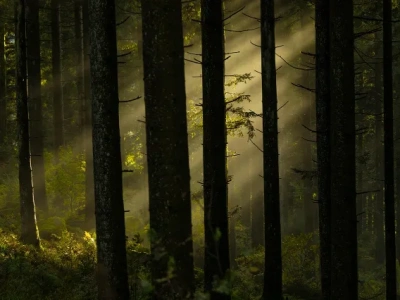Olsztyn tworzy Las Pamięci i cmentarz dla zwierząt