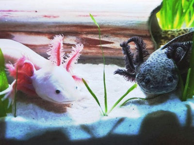 Odkryto tajemnicę regeneracji kończyn u salamander