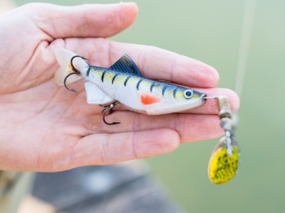 Polacy wyrzucają je gdzie popadnie. Dla ptaków to wyrok śmierci