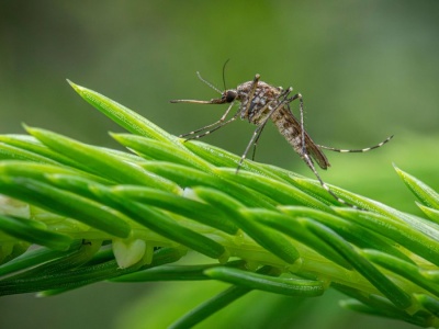Islandia straciła tytuł wyspy bez komarów. „Tu ich nigdy nie było”