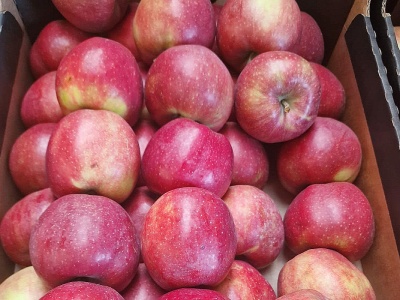 Tańsze jabłka? We wrześniu można było kupić je w Niemczech