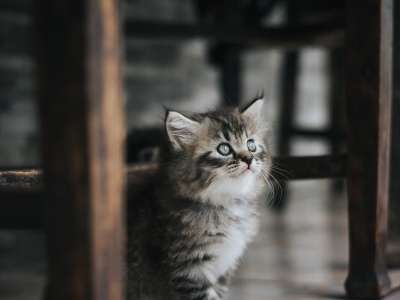 Saska Kępa. Nie może przebywać w mieszkaniu przez zapach uryny po pięciu kotach. Prosi o pomoc