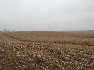 Żniwa kukurydziane. Co zostaje na polu po zbiorze ziarna?