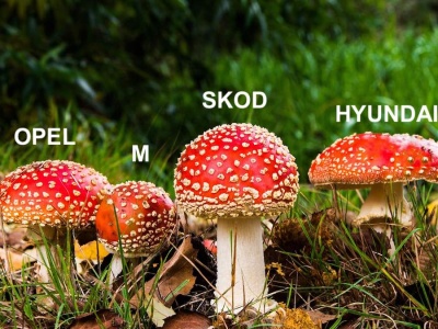 Oto idealne auta dla grzybiarzy. Ruszaj po nie i do lasu