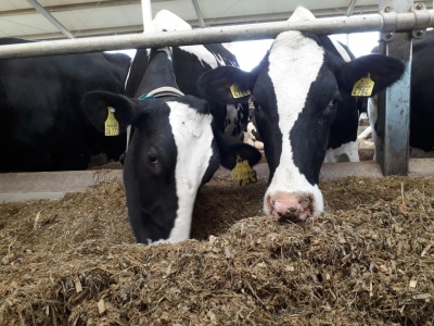 Nowe ogniska choroby niebieskiego języka w Polsce. GIW potwierdza kolejne przypadki