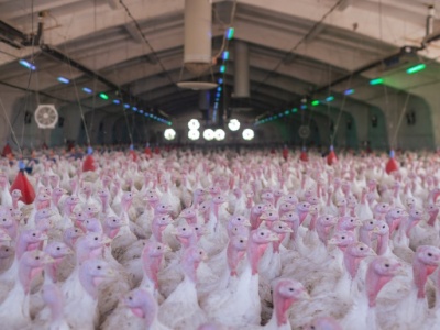 Gigantyczne ognisko rzekomego pomoru drobiu. Setki tysięcy ptaków do wybicia