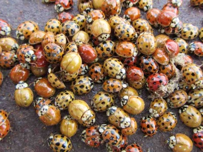 Spryskaj progi i okna, a uciekną w mig. Postrach biedronek azjatyckich