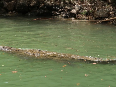 Badacze alarmują. Niebezpieczne zwierzęta pojawiają się w niewłaściwych miejscach