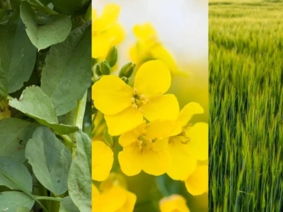 Uprawa jarych roślin jako ozimych? Nowe kierunki w uprawie i wiele korzyści