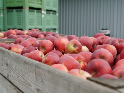Red Jonaprince może być naszym „asem w rękawie“ także na rynku indyjskim