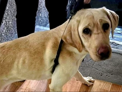 Psy żyły w brudzie, bez wody i jedzenia. Policjanci odebrali je mieszkance Katowic