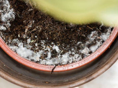 W doniczce pojawiła się pleśń? Posyp ją produktem z kuchni, a zniknie w 10 min