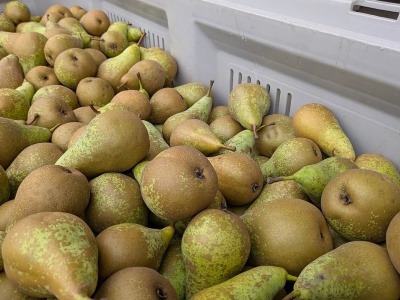 Konferencja. Lepsza sprzedaż w Holandii, a ceny w Polsce