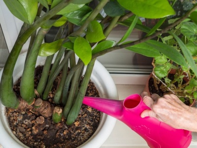 Podlewaj tym zamiokulkasa. Nie zliczysz nowych liści i łodyg