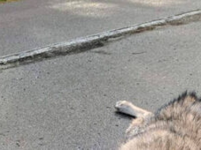 Młoda wilczyca nie przeżyła konfrontacji z samochodem