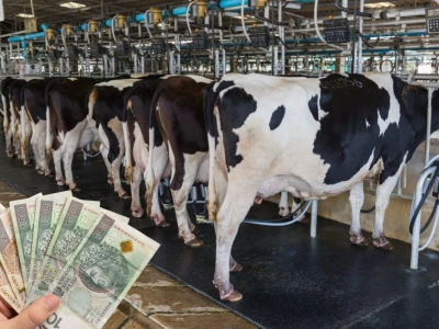 Niemcy: ceny mleka i sera lecą w dół, a rolnicy rezygnują z produkcji