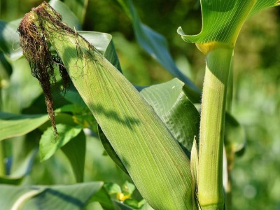 Integrowana ochrona kukurydzy. Jak skutecznie zabezpieczyć potencjał plonu przed chwastami i szkodnikami?