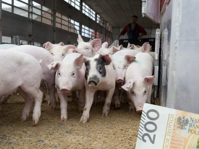 Ile kosztują prosięta? Nawet do 330 zł za sztukę