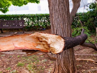 Strażacy interweniowali w związku z silnym wiatrem