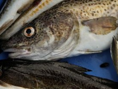 Niemcy spierają się o dorsza. W tle unijne limity połowu na Bałtyku