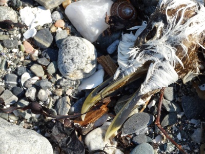 Historia pewnego zdjęcia. „Krąg życia”.