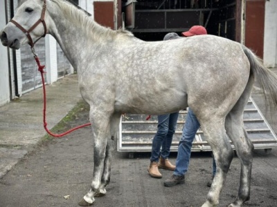 Nowi lokatorzy szkolnej stajni w Wolborzu – Mały Książę, Lewkonia i Bitwa dołączyli do stada