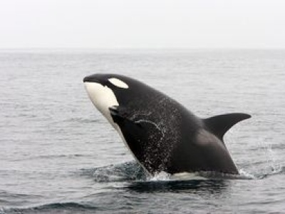 Rekord ataków na jachty. Naukowcy sugerują 