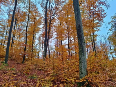 ZAWISŁO COŚ ZŁOWROGIEGO..