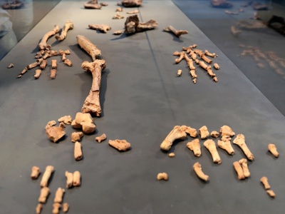 Szkielet sprzed 4,4 mln lat podważa nasze rozumienie ewolucji. Ardi cały czas miesza naukowcom szyki