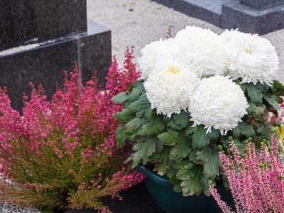 Nie musisz kupować chryzantem. Te rośliny są równie piękne i jeszcze trwalsze