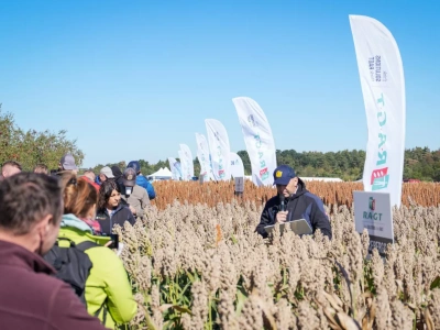 Sorgo zamiast kukurydzy? Rolnicy coraz częściej stawiają na tę uprawę