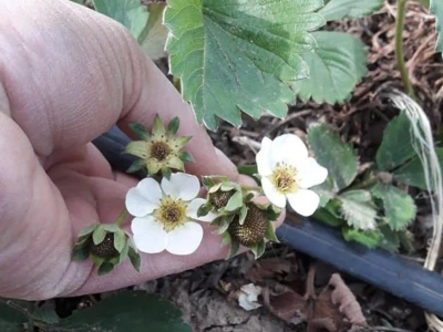 Pomoc dla sadowników po przymrozkach? Trzeba jeszcze poczekać…