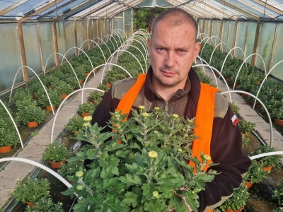 Zaskakujący trend na cmentarzach. Producent chryzantem mówi, co wybierają Polacy