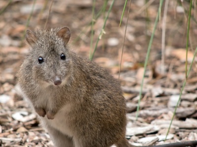 Przecierają oczy. Jeden z najrzadszych ssaków pojawił się pod górą Polaka