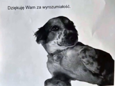 Pies ze schroniska wyje godzinami w bloku na Ursynowie. 