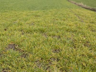 Żółta karłowatość jęczmienia - objawy i zapobieganie chorobie zbóż