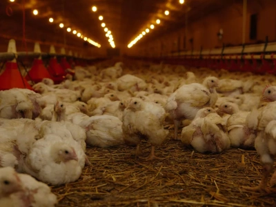 Kolejne pół miliona ptaków do wybicia. Wirus nie odpuszcza polskim fermom