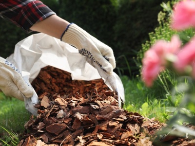 Tego nie rób podczas ściółkowania. Rośliny ci podziękują