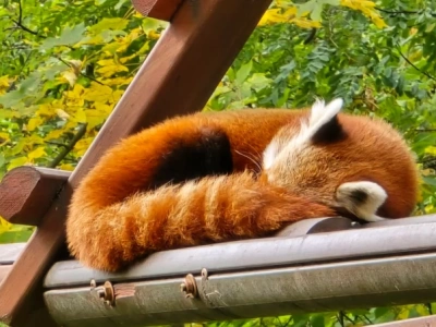 Śląskie ZOO rozpoczyna sezon zimowy. Zmieniają się ceny biletów