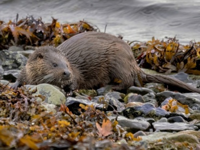 Spotkasz je po sezonie nad Bałtykiem. To rzadkie stworzenia