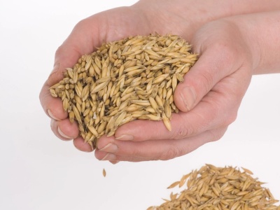 Wroński: Eksport zbóż stoi. Polska traci rynki, dyplomacja gospodarcza śpi