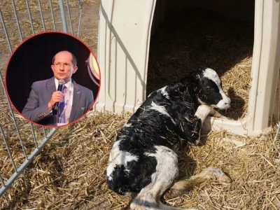 Chore cielę to strata nawet 1000 litrów mleka. Jak odchować zdrowe i silne sztuki?