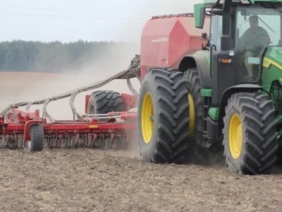 Co grozi późno sianej pszenicy? Na jakie choroby zwrócić uwagę?